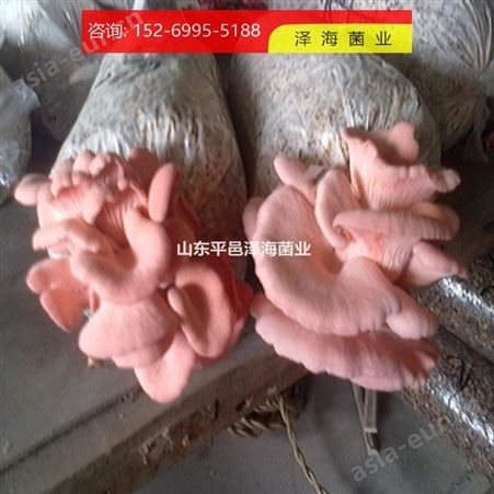 食用菌 红平菇原种批发价 专业快速