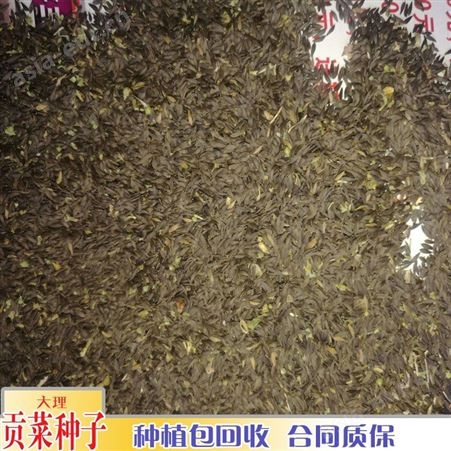 鑫燎三农 贡菜种子价格 安徽贡菜和云南贡菜 产地货源
