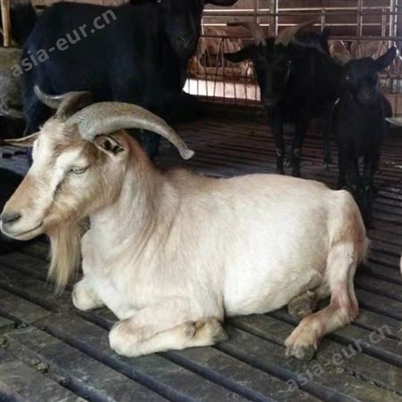 红骨羊养殖基地 云南弥勒县红骨羊 红骨羊特点 红骨羊引种 经济价值