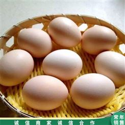 市场供应 肉鸽鸽蛋养殖 白鸽信鸽蛋 杂粮鸽子蛋