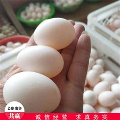 常年销售 肉鸽鸽蛋养殖 白鸽草鸽蛋 喂养肉鸽蛋
