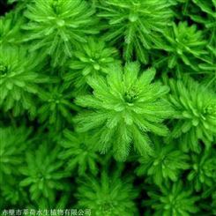 粉绿狐尾藻 高质量水生植物 粉绿狐尾藻直销